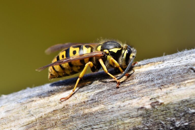 hornet, wasp, insect