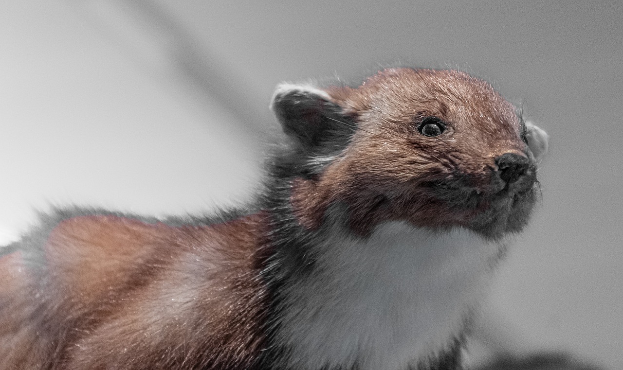 marten, nature, fur