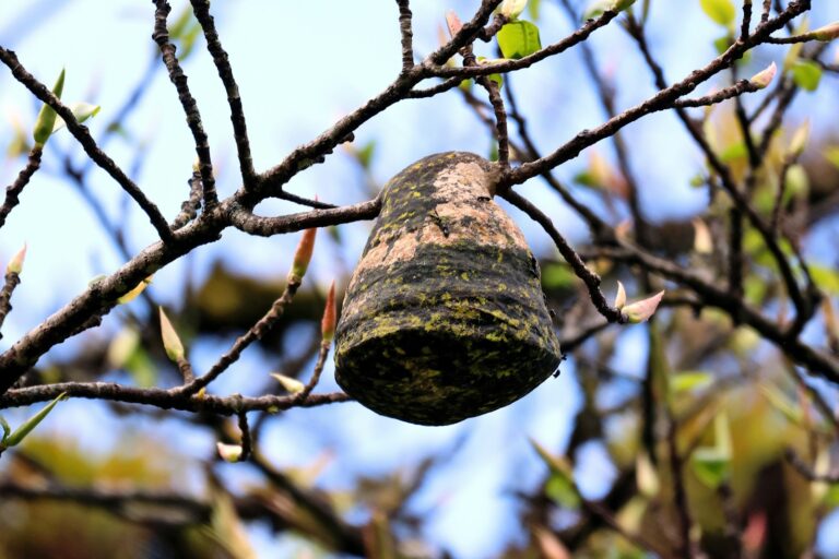 a piece of wood hanging from a tree branch