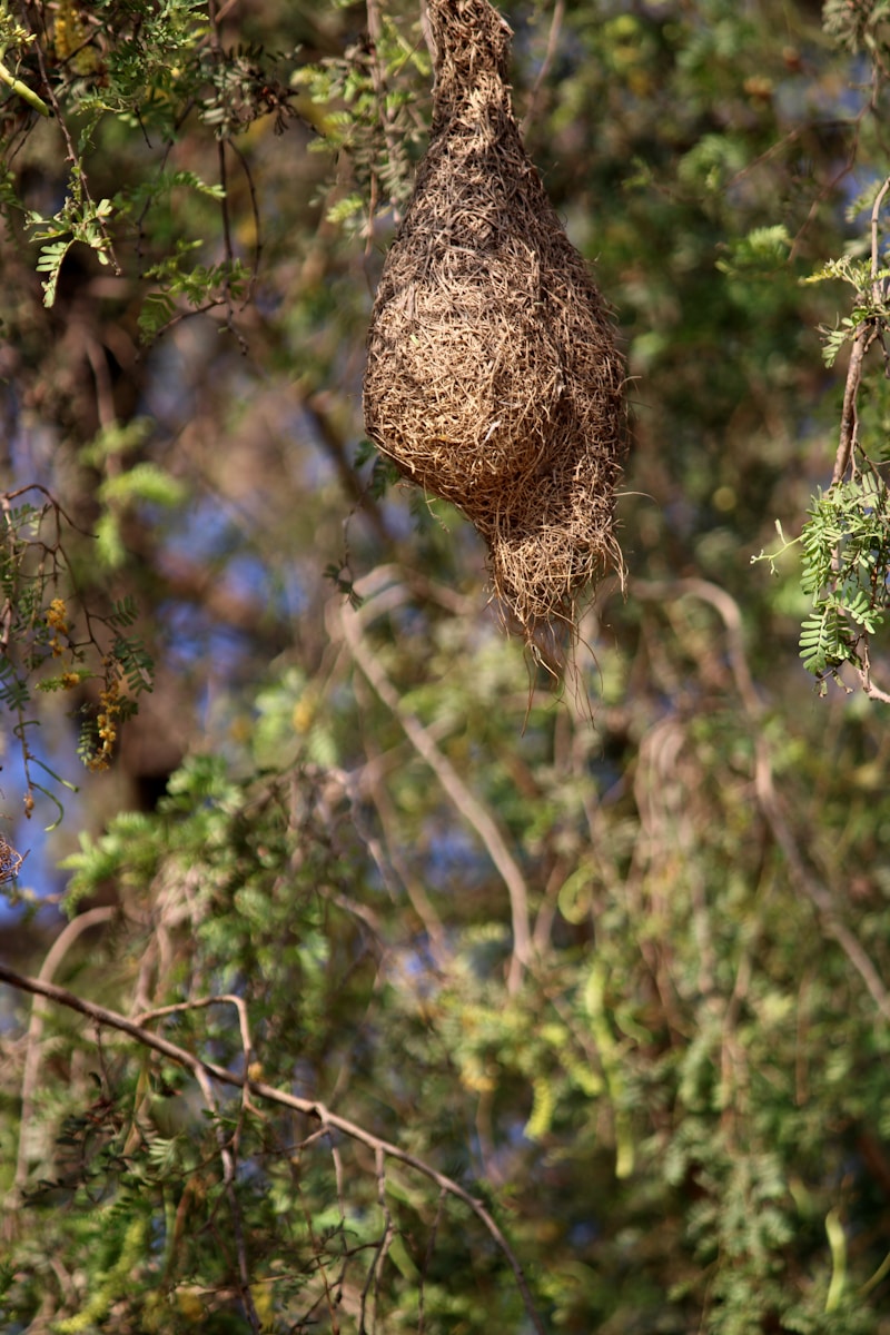 a bird nest hanging from a tree branch