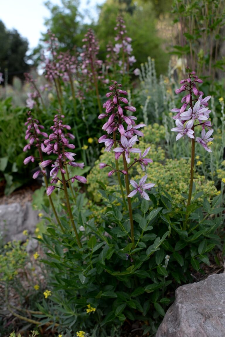 purple flowers with green leaves